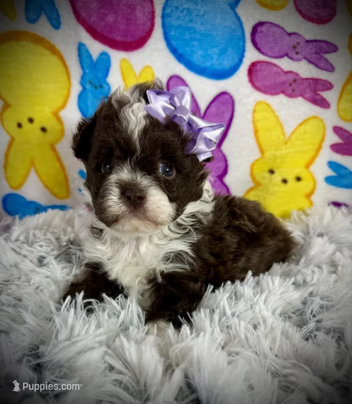 Lil Dallas – Shih Tzu, Poodle - Toy  puppy for sale in Newcomerstown, OH