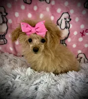 Tiny Allie, a female Poodle - Toy  for sale in Newcomerstown, OH – 7 of 8