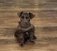 Lil Tera, a female Miniature Schnauzer for sale in Newcomerstown, OH – 1 of 2