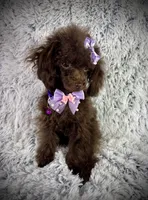 Tiny Mija, a female Poodle - Toy  for sale in Newcomerstown, OH – 4 of 8