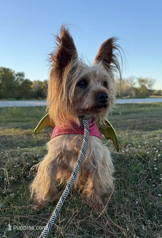 Ayse – Yorkshire Terrier puppy for sale in Montgomery, TX