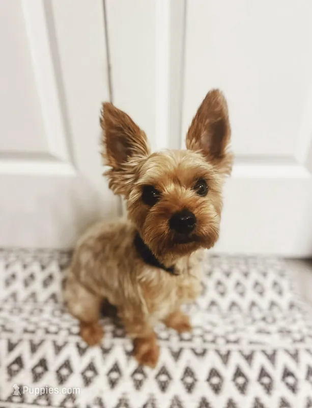 Ayse – Yorkshire Terrier puppy for sale in Montgomery, TX