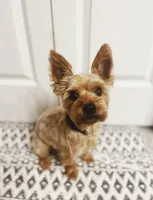 Ayse, a male Yorkshire Terrier for sale in Montgomery, TX – Photo 2 of 3