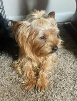 Ayse, a male Yorkshire Terrier for sale in Montgomery, TX – Photo 3 of 3