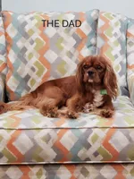Arthur, a male Cavalier King Charles Spaniel for sale in Miami, FL – 6 of 6