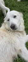 Averell, a male Maremma Sheepdog for sale in Miami, FL – 7 of 10