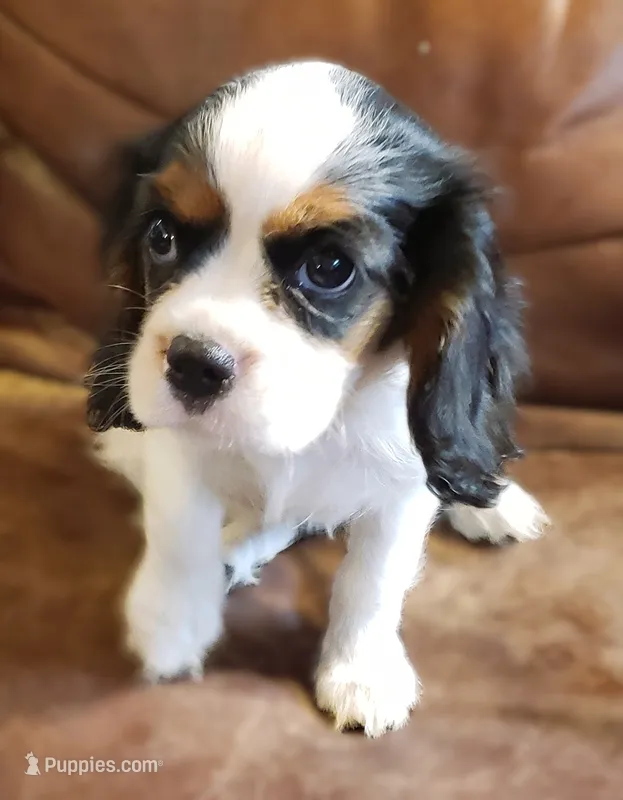 Morgana – Cavalier King Charles Spaniel puppy for sale in Miami, FL