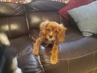 Sebastian, a male Cavalier King Charles Spaniel for sale in Miami, FL – 1 of 10