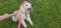 Tosca, a female Maremma Sheepdog for sale in Miami, FL – 5 of 10