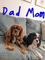 Sebastian, a male Cavalier King Charles Spaniel for sale in Miami, FL – 9 of 10