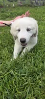 Tosca, a female Maremma Sheepdog for sale in Miami, FL – 2 of 10