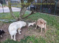 Averell, a male Maremma Sheepdog for sale in Miami, FL – 10 of 10