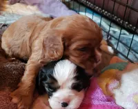 Arthur, a male Cavalier King Charles Spaniel for sale in Miami, FL – 4 of 6