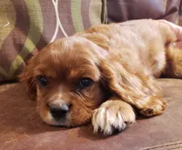 Arthur, a male Cavalier King Charles Spaniel for sale in Miami, FL – 3 of 6