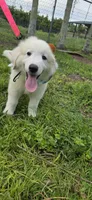 Averell, a male Maremma Sheepdog for sale in Miami, FL – 2 of 10
