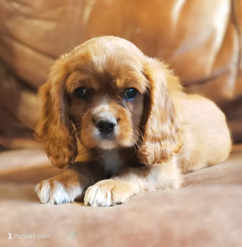 Arthur – Cavalier King Charles Spaniel puppy for sale in Miami, FL