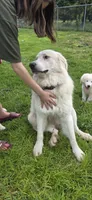 Averell, a male Maremma Sheepdog for sale in Miami, FL – 8 of 10