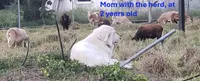 Tosca, a female Maremma Sheepdog for sale in Miami, FL – 9 of 10