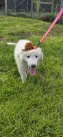 Averell, a male Maremma Sheepdog for sale in Miami, FL – 3 of 10