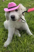 Tosca, a female Maremma Sheepdog for sale in Miami, FL – 3 of 10