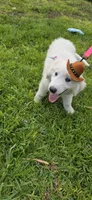 Averell, a male Maremma Sheepdog for sale in Miami, FL – 4 of 10