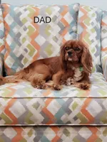 Morgana, a female Cavalier King Charles Spaniel for sale in Miami, FL – 5 of 5