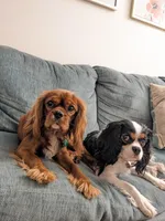 Sebastian, a male Cavalier King Charles Spaniel for sale in Miami, FL – 7 of 7