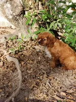 Sebastian, a male Cavalier King Charles Spaniel for sale in Miami, FL – 4 of 7