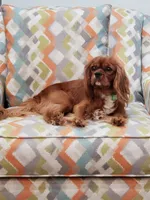 Sebastian, a male Cavalier King Charles Spaniel for sale in Miami, FL – 6 of 7
