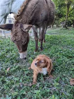 Sebastian, a male Cavalier King Charles Spaniel for sale in Miami, FL – 1 of 7