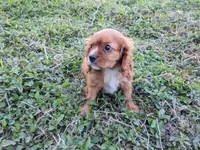 Sebastian, a male Cavalier King Charles Spaniel for sale in Miami, FL – 2 of 7