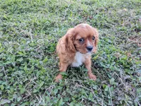 Sebastian, a male Cavalier King Charles Spaniel for sale in Miami, FL – 3 of 7