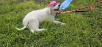 Tosca, a female Maremma Sheepdog for sale in Miami, FL – 6 of 10