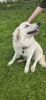 Tosca, a female Maremma Sheepdog for sale in Miami, FL – 8 of 10