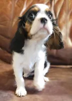 Morgana, a female Cavalier King Charles Spaniel for sale in Miami, FL – 2 of 5