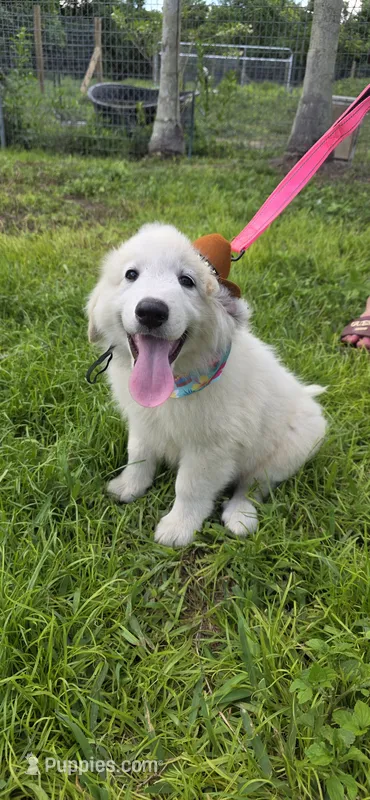 Averell – Maremma Sheepdog puppy for sale in Miami, FL