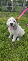 Averell, a male Maremma Sheepdog for sale in Miami, FL – 1 of 10