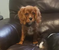 Sebastian, a male Cavalier King Charles Spaniel for sale in Miami, FL – 4 of 10