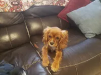 Sebastian, a male Cavalier King Charles Spaniel for sale in Miami, FL – 3 of 10