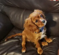Sebastian, a male Cavalier King Charles Spaniel for sale in Miami, FL – 5 of 10