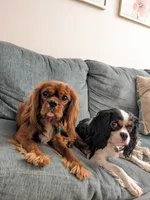 Morgana, a female Cavalier King Charles Spaniel for sale in Miami, FL – 4 of 5