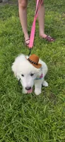 Averell, a male Maremma Sheepdog for sale in Miami, FL – 6 of 10