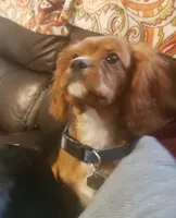Sebastian, a male Cavalier King Charles Spaniel for sale in Miami, FL – 2 of 10