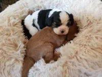 Morgana, a female Cavalier King Charles Spaniel for sale in Miami, FL – 3 of 5