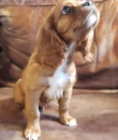 Arthur, a male Cavalier King Charles Spaniel for sale in Miami, FL – 2 of 6