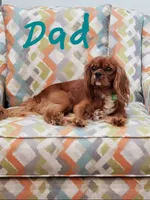 Sebastian, a male Cavalier King Charles Spaniel for sale in Miami, FL – 10 of 10