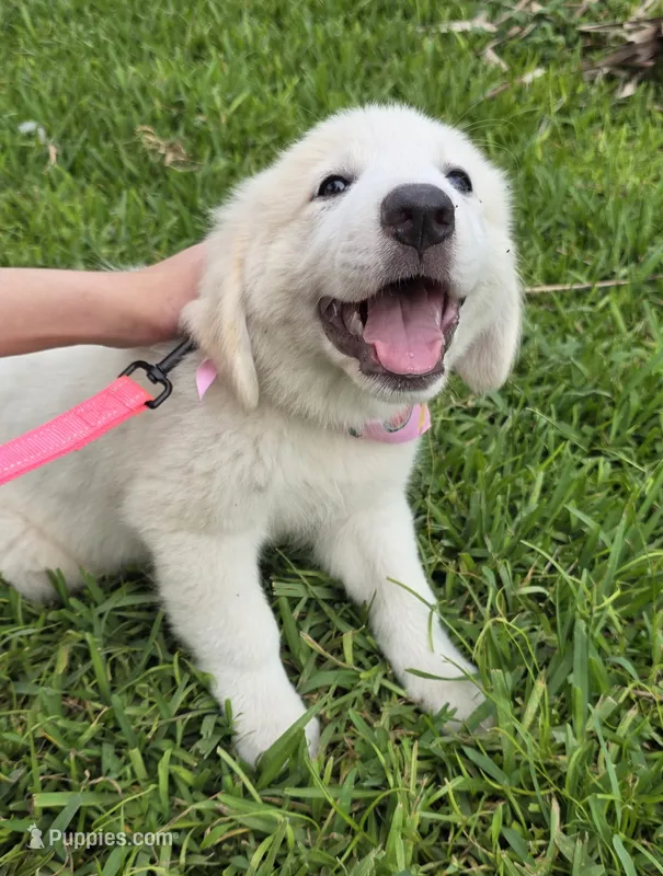 Tosca – Maremma Sheepdog puppy for sale in Miami, FL