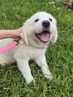 Tosca, a female Maremma Sheepdog for sale in Miami, FL – 1 of 10