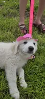 Tosca, a female Maremma Sheepdog for sale in Miami, FL – 4 of 10