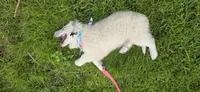 Averell, a male Maremma Sheepdog for sale in Miami, FL – 5 of 10